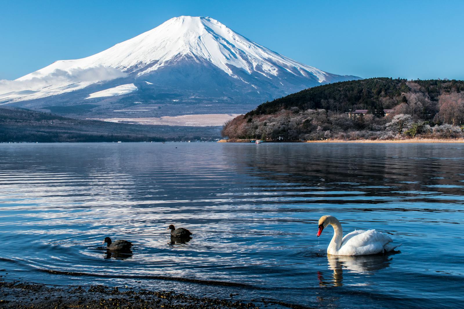 浮気調査　山梨